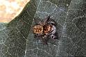 Carrhotus_xanthogramma_P1140_Z_85_Les Gris_Frankrijk